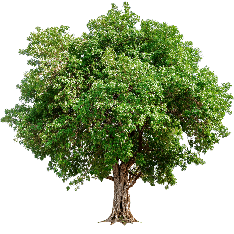 Barème de l’arbre, un outil pour connaître la valeur des arbres et évaluer les dégâts